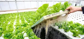 Гидропоника — это практика, позволяющая выращивать растения не в почве, а в воде, богатой питательными веществами