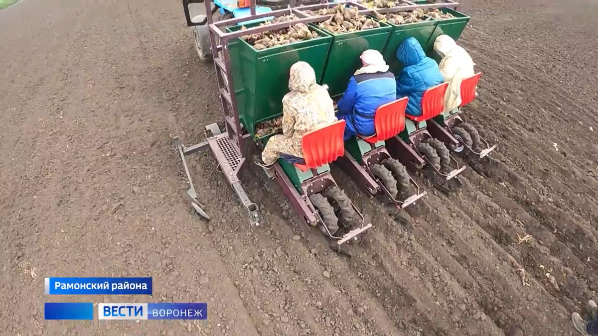 Разработанная в Воронеже машина для посадки свёклы помогает с пересевом в  регионе - glavpahar.ru