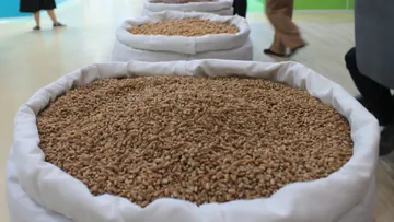 В Луганском ГАУ разработали устройство, которое поможет отбирать семена для посева