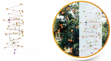 Определение качества плодов и спелости цитрусовых новым автономным комбайном для сбора фруктов Nanovel (источник: nanovel.ag)