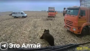 Алтайских механизаторов прямо в поле навестил медведь