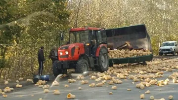 Под Воронежем КАМАЗ врезался в трактор Беларус с прицепом, в котором перевозили тыквы