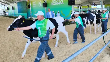 Выставка крупного рогатого скота в рамках АГРОВОЛГА 2024