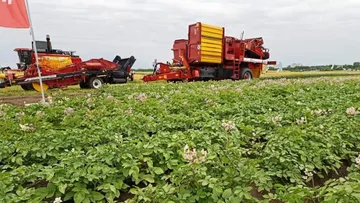 Российским производителям картофеля и других овощей выделят субсидии на агротехнологические работы
