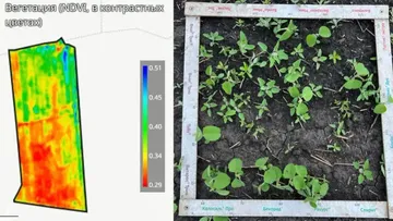 Вегетация NDVI: в Мордовии разработали приложение для оценки засоренности посевов с помощью аэрофотосъемки