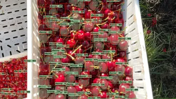 Технология искусственного интеллекта Croptracker распознает фрукты в поле и прогнозирует урожай