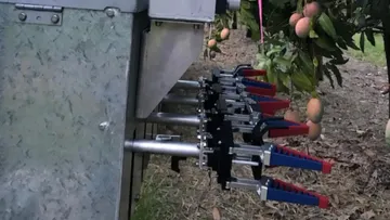 Первый в мире автоматизированный робот для сбора урожая манго