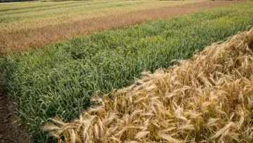 Производство семян в Крыму будет увеличено за счет поставок сельхозтехники от Росагролизинга