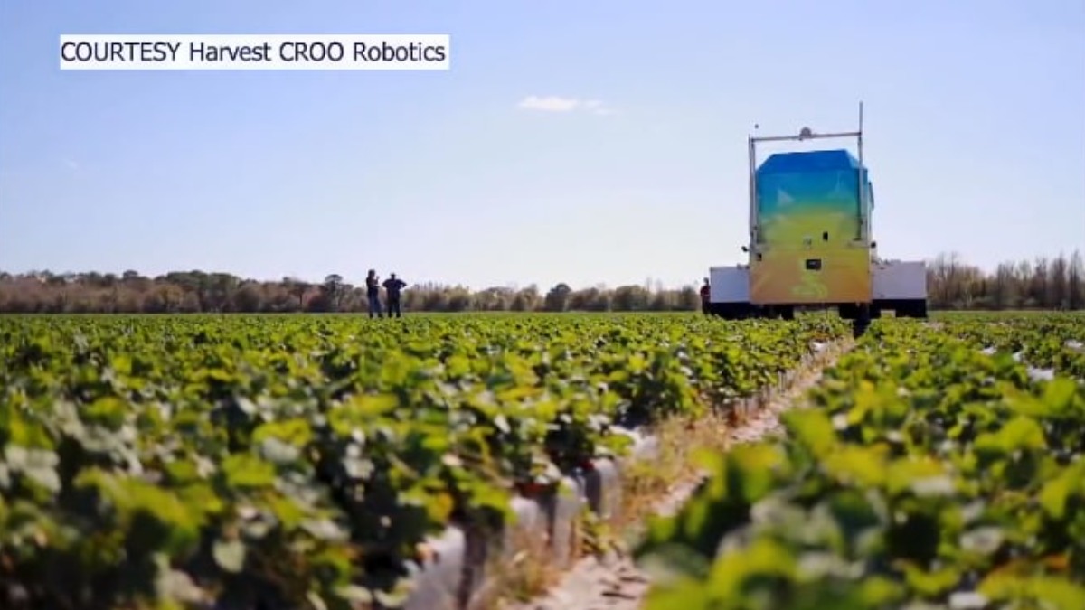 Робот для сбора земляники садовой  Harvest CROO Robotics