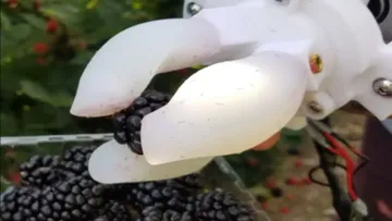Ученые разработали роботизированную руку для сбора урожая ежевики