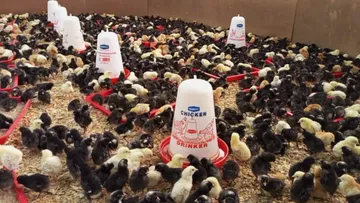 Выставка Kenya Poultry Expo 2023 в Найроби