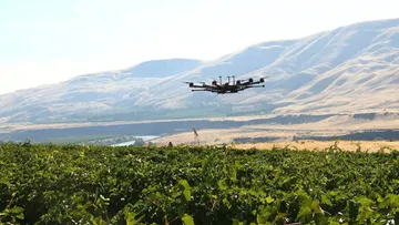 Дрон WSU с ручным управлением пролетает над виноградником во время испытаний