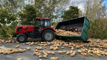 Тыквенный апокалипсис: КАМАЗ протаранил прицеп с тыквой, агрегатируемый с трактором Беларус на воронежской трассе