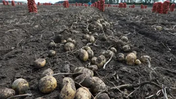 Комплекс оборудования для картофельного семеноводства создали в ФНАЦ ВИМ