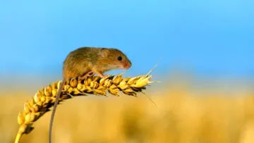 Мышь-полевка в сельском хозяйстве