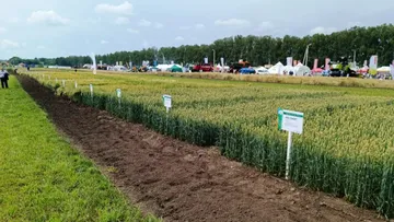 Демонстрационные делянки пшеницы и ячменя на Дне Брянского поля 2023