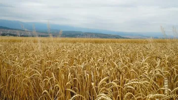 Поле с зерновыми культурами в Дагестане
