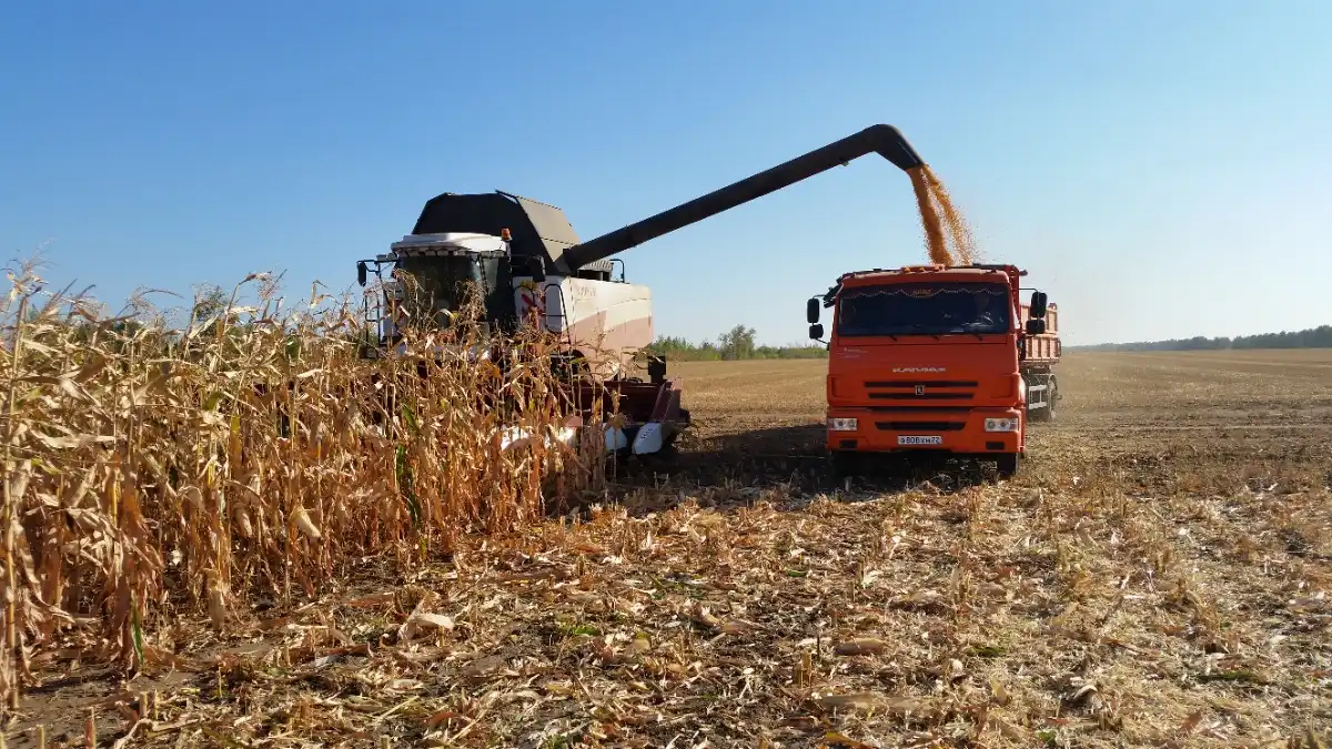 Уборка кукурузы на зерно комбайном Торум 750 и отвозка урожая автомобилем Камаз в ООО КХ Партнер