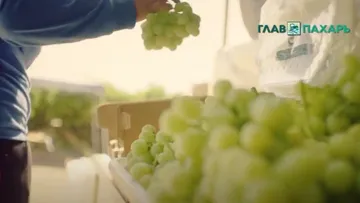 Kubota и Tesla создадут роботов для виноградников