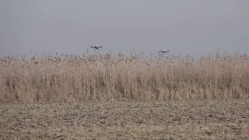 Два сельскохозяйственных дрона XAG опрыскивают урожай риса до сбора урожая в Краснодарском крае