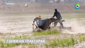 Гонки на тракторах и мотоблоках по рисовым полям в Тайланде