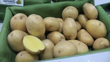 Путь к здоровому картофелю (фото иллюстративное)
